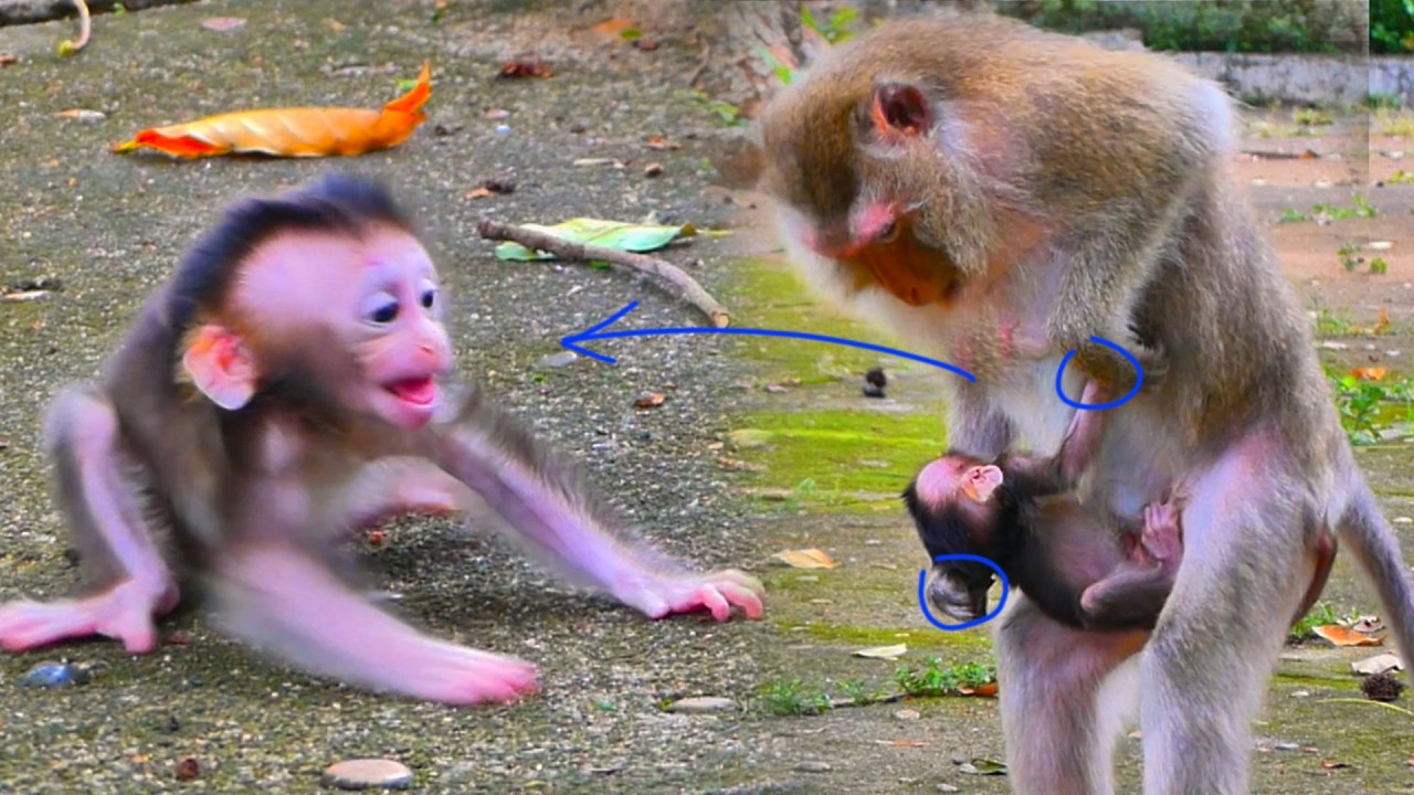 O..MG! Exhausted Monkey Mom refuses to hug or feed her little monkey baby