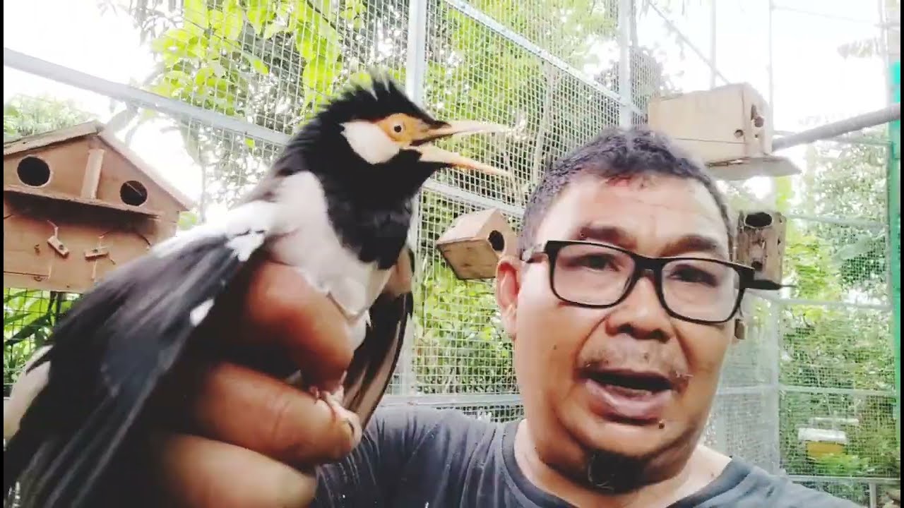 TERNAK JALAK. SUREN DI KANDANG AVIARI