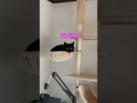 #Shorts 黒猫シエルのお部屋紹介 №354 日本猫ねこ協会 推し猫グランプリ