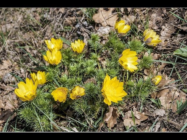 Адонис весенний, горицвет. Народные рецепты от бессонницы, при судорогах, сердечных заболеваниях.
