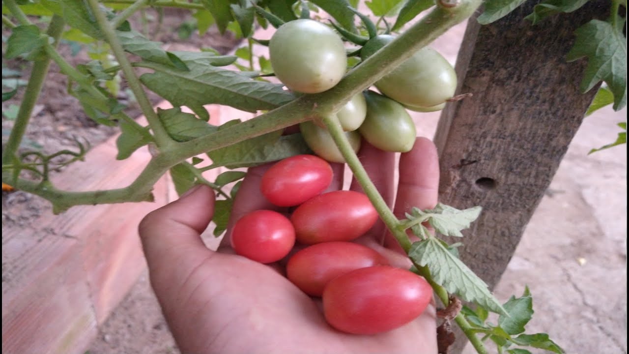Como proteger o tomateiro das pragas