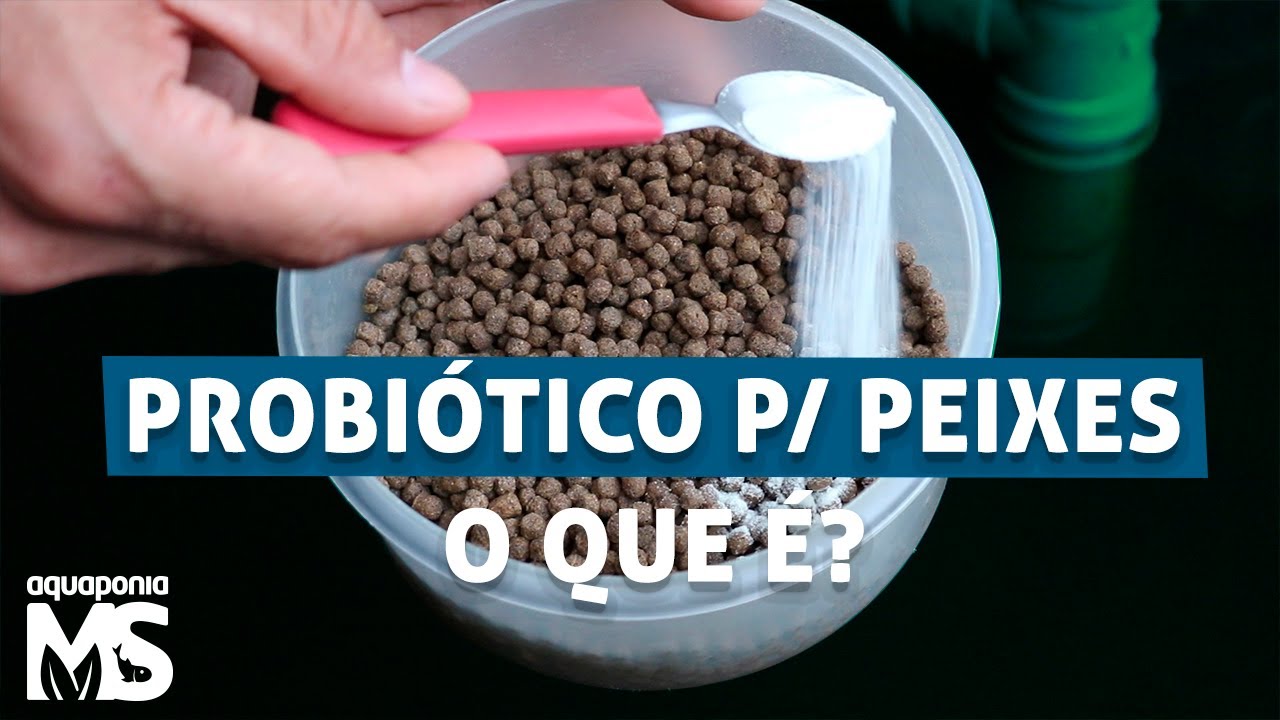 PROBIÓTICO para peixes: pra que ele serve?