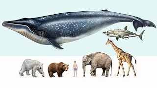 Check out the STORE: http://www.viralkiller.one What is the largest animal on Earth? What about the largest carnivore? Find out ...