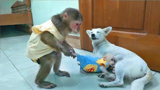 MiMi stops baby monkey Su do not disturb the mother dog and puppies