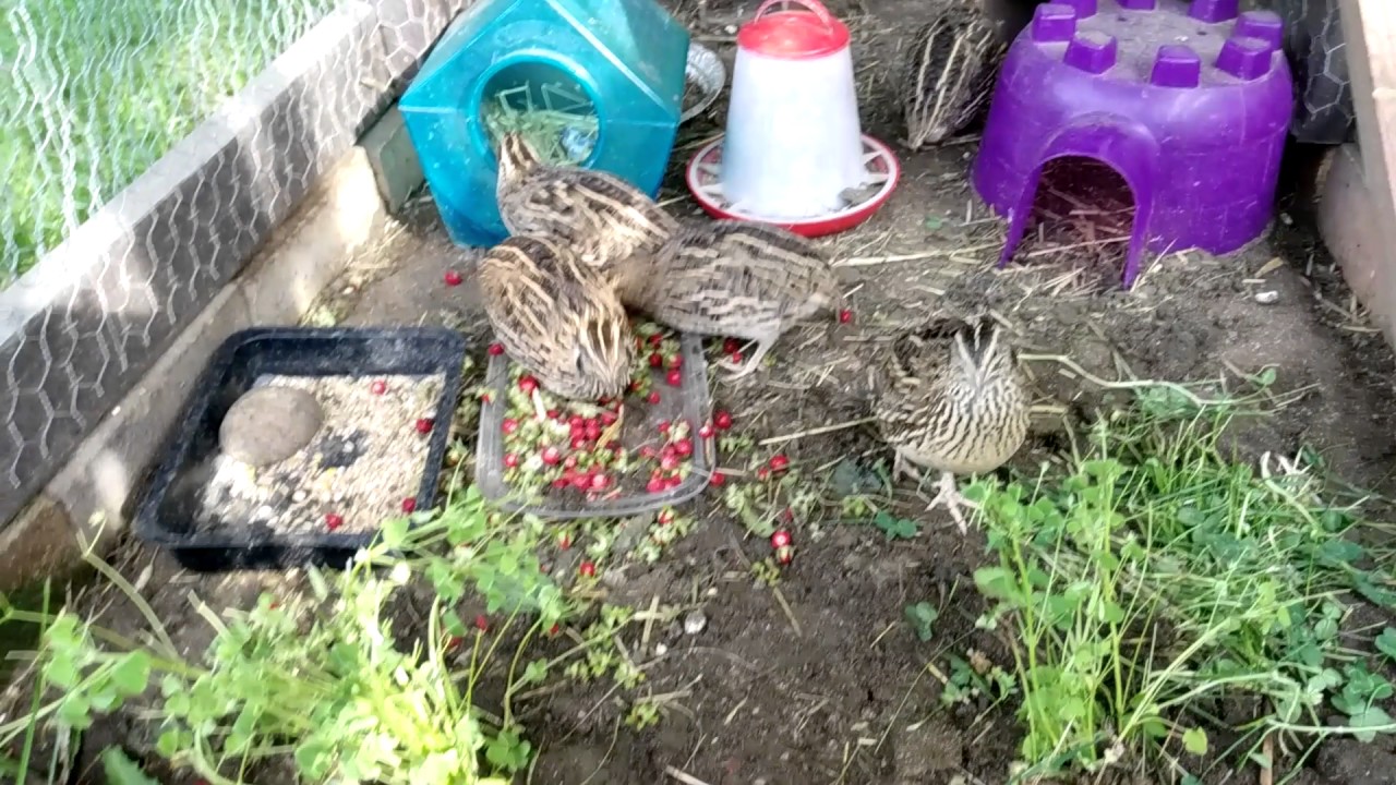 Coturnix Quail Fun 