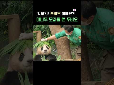 할부지~ 푸바오 어때요?! 대나무 모자를 쓴 푸바오🐼 깻잎머리 도전까지?!😆 #fubao #푸바오 #panda