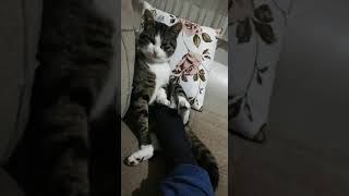 Kedinin Kokan Çorap Karşısındaki Izdırabı D