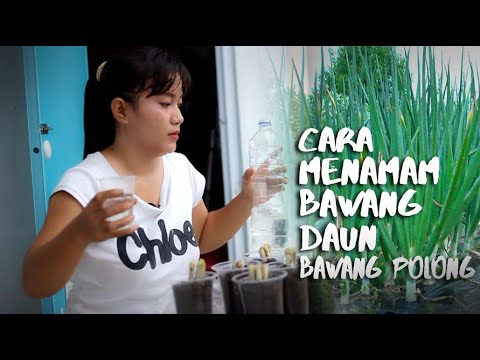  cara  menanam  bawang daun dalam  pot  YouTube