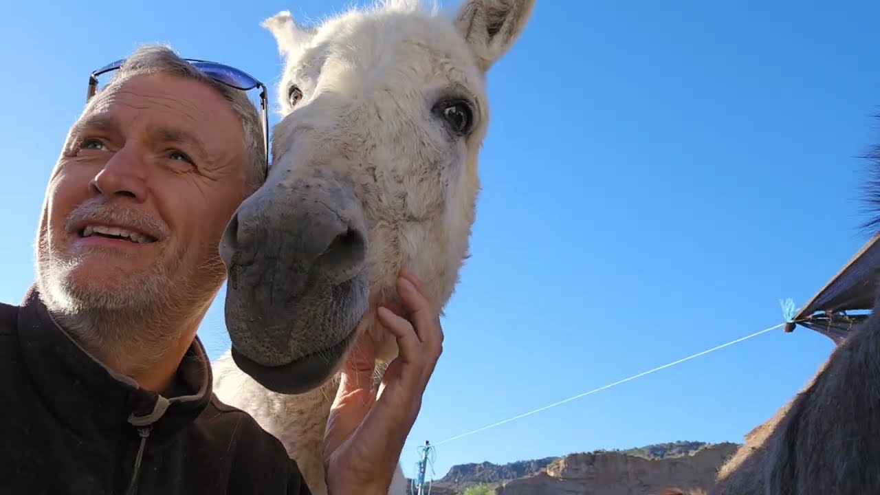 House Donkey Knows When It’s Bedtime And Loves Snuggling With Owners | Cuddle Buddies