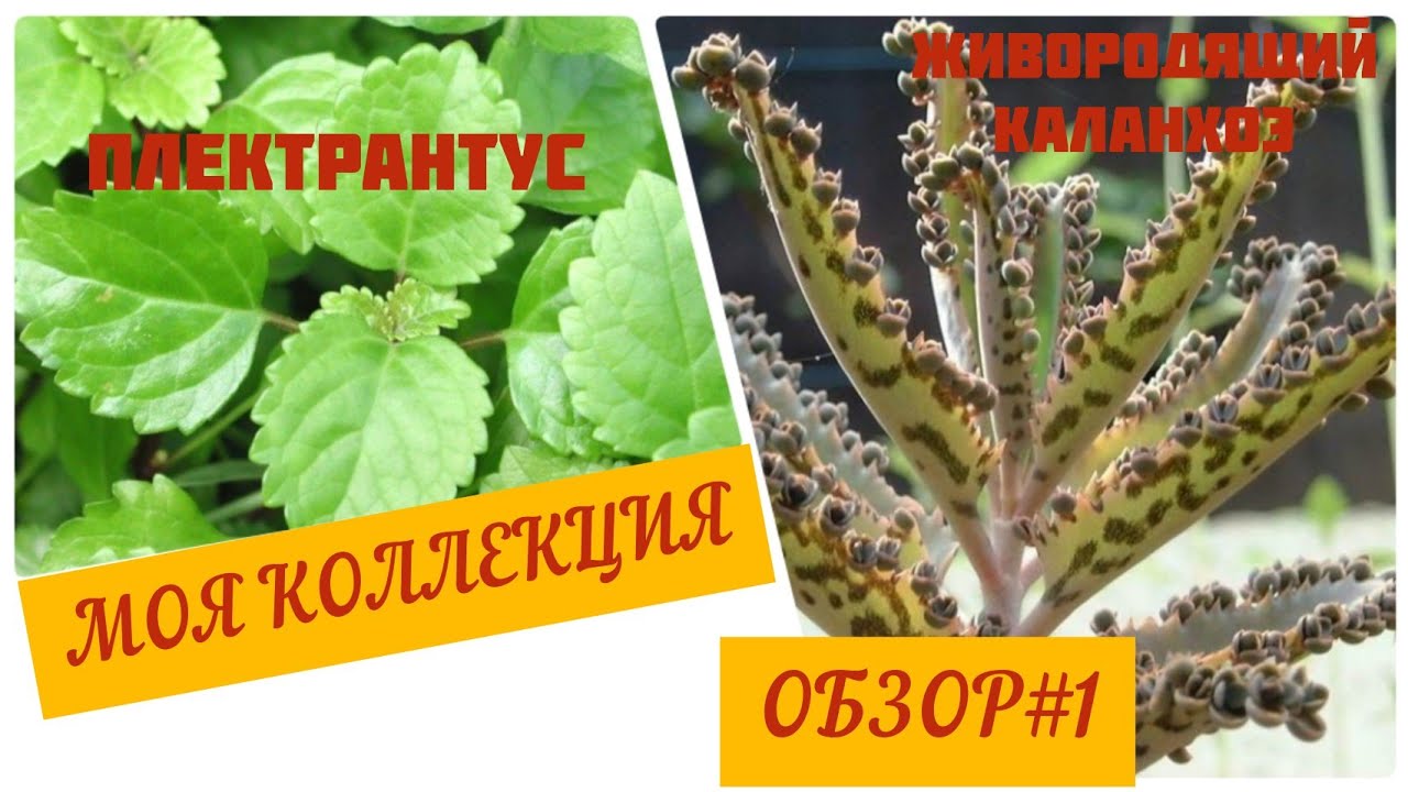 #мояколлекция Обзор суккулентов серия 1