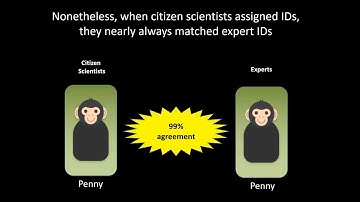 Chimp&See chimpanzee identification and social network construction video abstract (ChimpandSee.org)