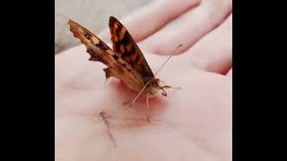 Download Lagu Forest of memories MP3