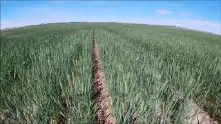 CROPLAN Wheat Variety CP7017AX