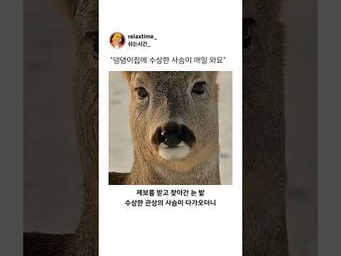 댕댕이집에 매일 오는 사슴의 치명적 단점