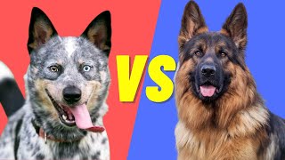 German Shepherd Vs Blue Heeler - Compare And Contrast These 2 Dog Breeds
