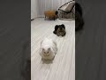 おててないないと…あるある? #shorts #猫 #cat