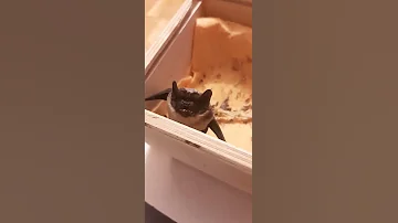Двухцветный кожан Матильда)