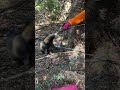 罠にかかった狸の放獣と鹿の運搬的猟師の日常 [猟師 狸 鹿]