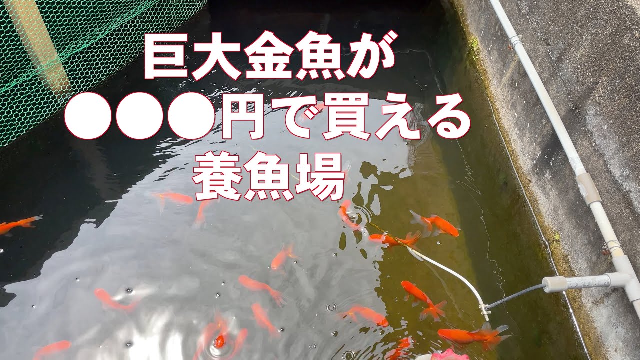 巨大金魚が ●●●円で買える 養魚場