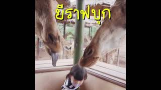DekDoogDig : เด็กดุ๊กดิ๊ก 🧒🏻👦🏻👧🏻👧🏻 | EP.16 : ตะลุย Safari World (part 1) [TEASER] screenshot 2