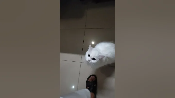 Watch the video about Pure White Russian Cats #shorts