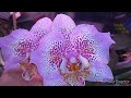 #Орхидеи #цветение 🧚‍♀️I-Hsin Spot Leopard ES u Phal. Sogo Diamond🧚‍♀️