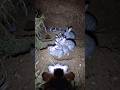 POV: You entered the tunnel and now you can’t leave #wildlife #shorts #shortsfeed