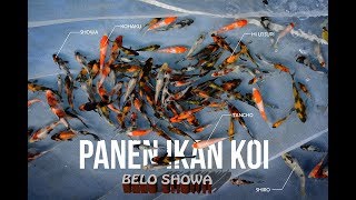 Download Koi Farm Mizumi : Panen Belo #1 Video MP3 Koi Farm Mizumi : Panen Belo #1