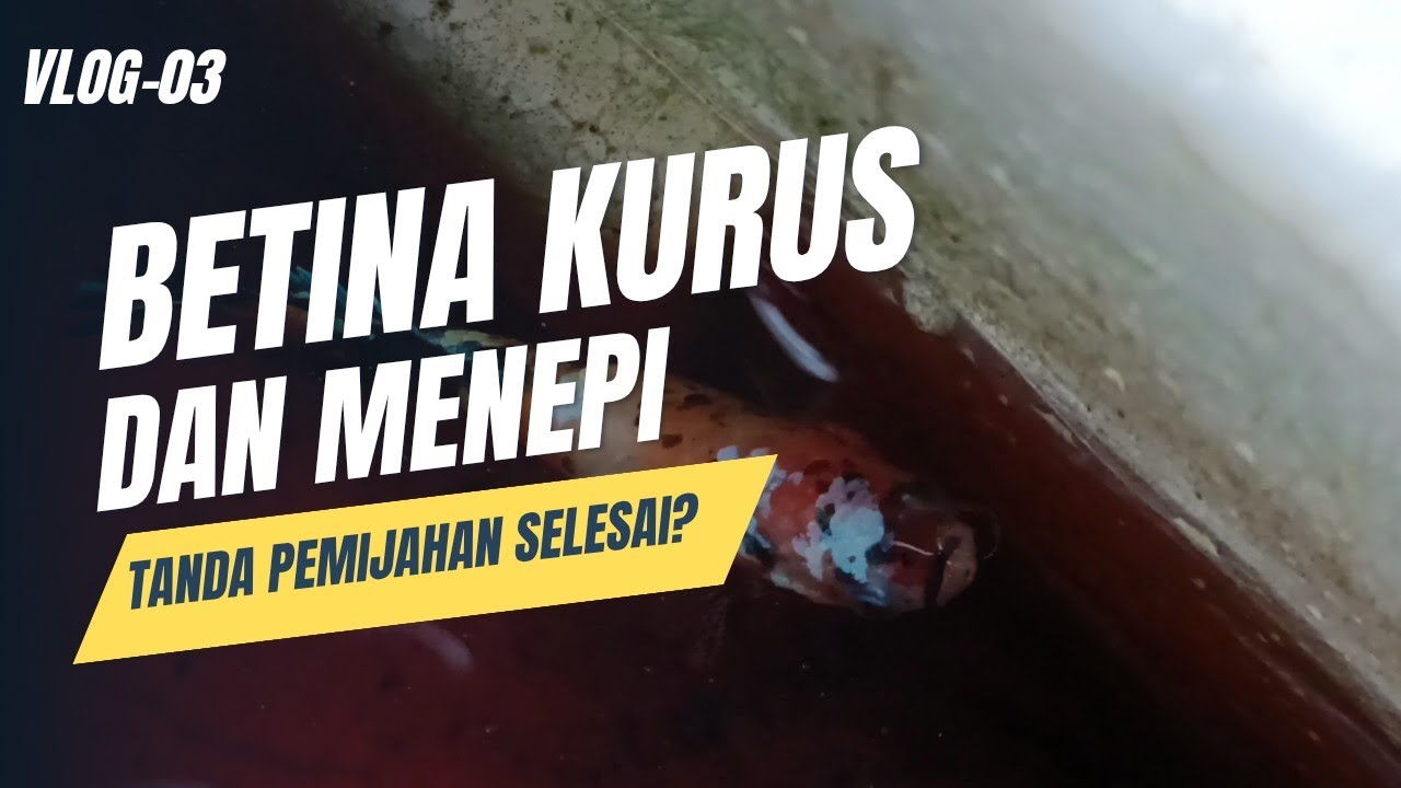 Cara Mengetahui Pemijahan Ikan Cupang Selesai dan Cek Telur | VLOG 03