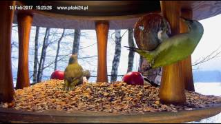 Pięć dzięciołów, sikorki i kowaliki w karmniku dla ptaków nad Soliną w Bieszczadach