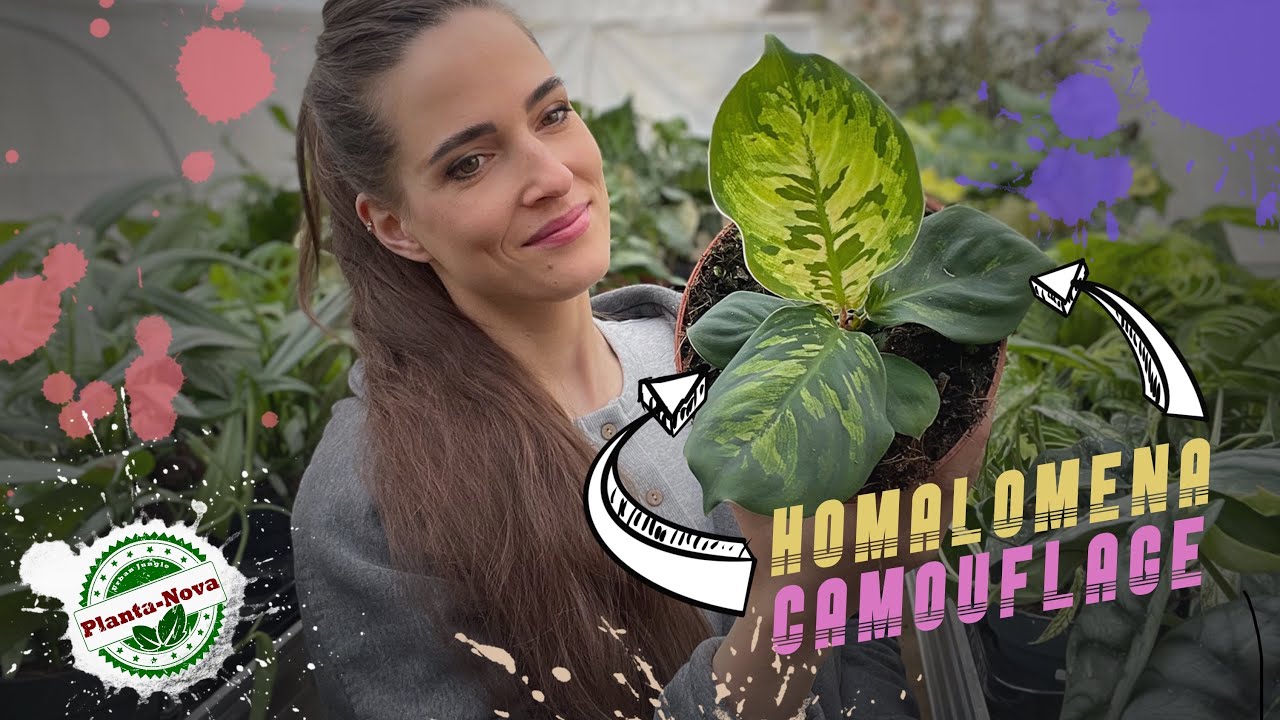 Dostawa roślin!🌿Niezwykła Homalomena Camouflage, Anthurium Regale w małym rozmiarze i wiele innych