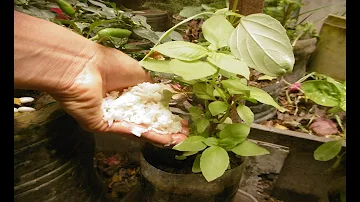 ¿Se puede poner arroz cocido en el compost?