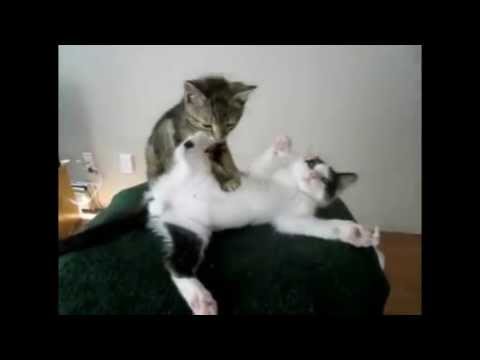 Смешной котенок делает массаж кошке :)
