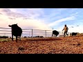 Choosing and Hauling Cull Cows