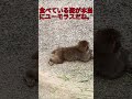 6月21日🐵パンチくんの食べている姿は本当にユーモラスだね😂。一体誰からそんな食べ方を教わったのかな？🍃#パンチくん #市川市動植物園 #shost