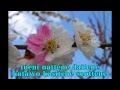 夫婦坂 都はるみ Cover Meotozaka Miyako Harumi