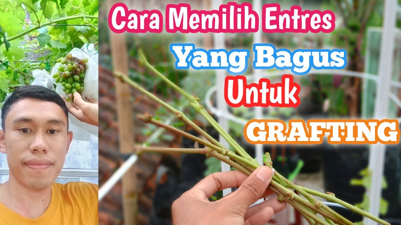 Cara Memilih Entres Yang Super Bagus Untuk Grafting ❗❗❗‼️