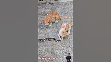Con rắn bò vào nhà bị ba con mèo phát hiện và cái kết