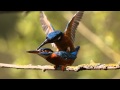 Kingfisher Diary Ep 6 - Kingfishers mating