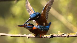 Kingfisher Diary Ep 6 - Kingfishers mating screenshot 2