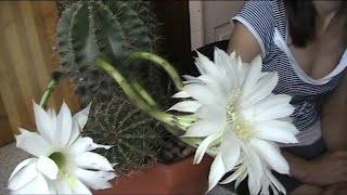 Как Цветет Мой Кактус