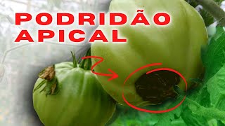 Como evitar e curar a podridão apical no tomate