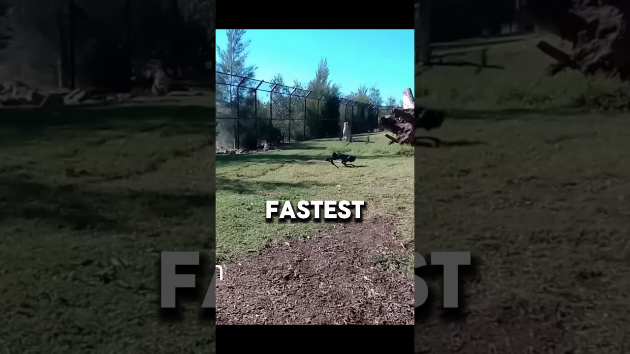 Cheetah vs Robot Dog 🤖🐆 