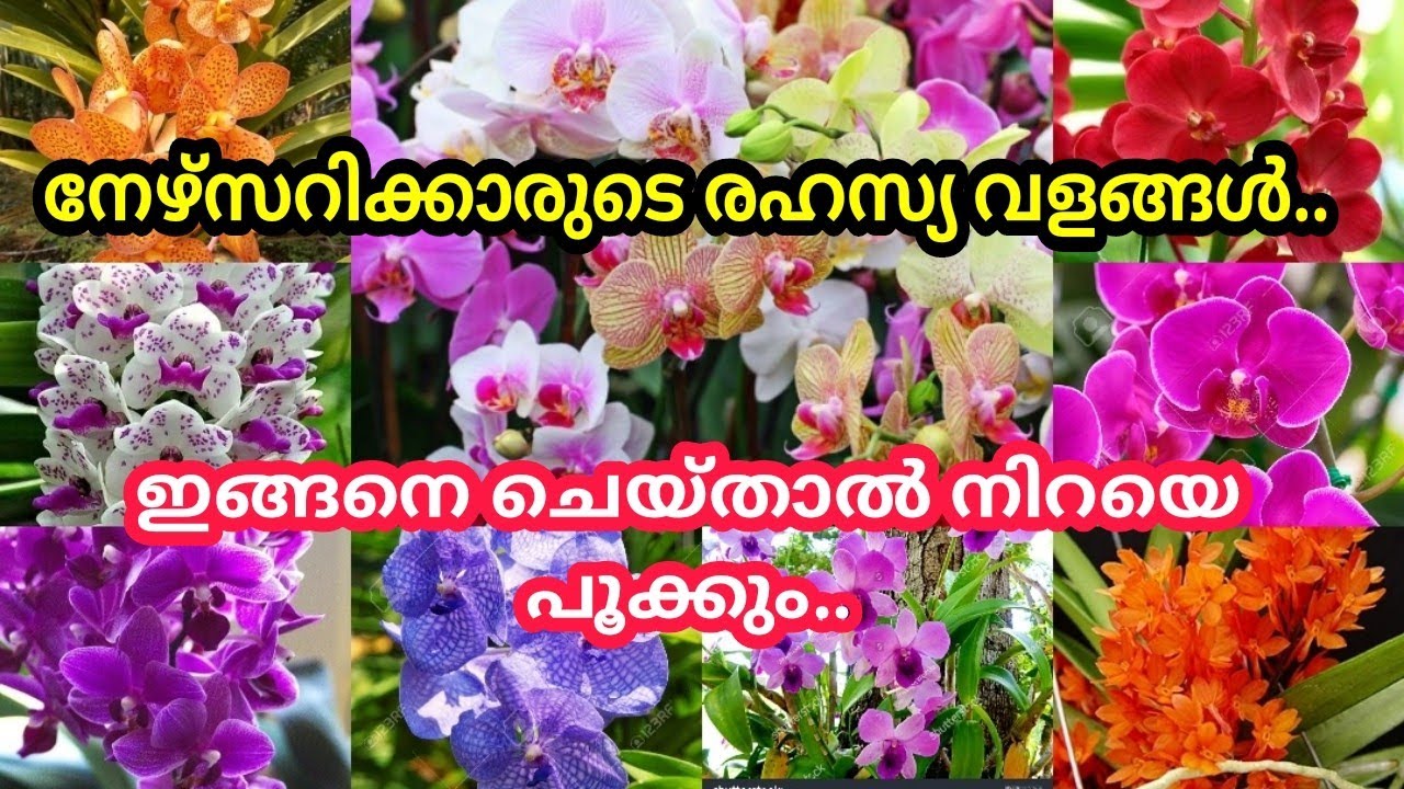 നഴ്സറിക്കാരുടെ രഹസ്യ വളങ്ങൾ വെളിപ്പെടുത്തുന്നു/ഓർക്കിഡ് വളർത്തുന്ന വർക്ക് ഏറെ പ്രയോജനം ഉള്ള വീഡിയോ