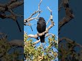 American Crow🐦⬛Peaceful Perch #americancrow
