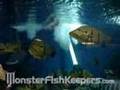 Johnptc 10000 gallon tank  monsterfishkeeperscom