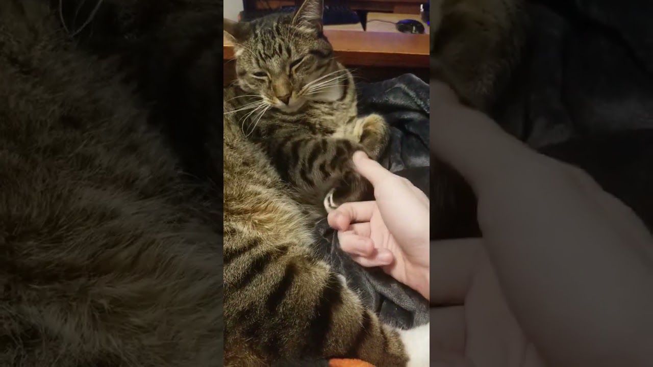 How to shake hands with a cat