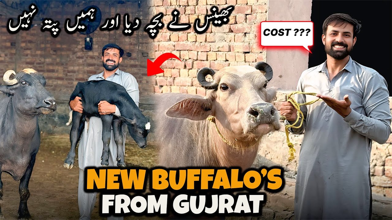 New Buffalo's From Gujrat 🐃 | حویلی میں بھینس نے بچہ دے دیا اور ہمیں پتہ بھی نہیں