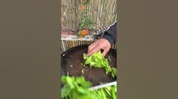 RT 80405040866651060 mini rotary tillage and ridging all-in one tree 🌲 short view #rogator #rotarymo