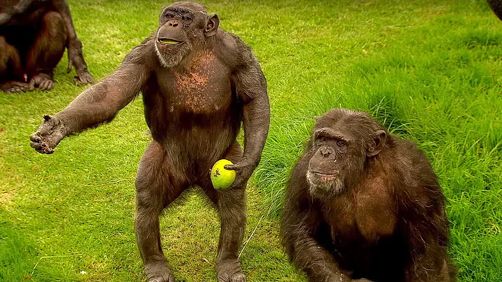 How to Speak Chimpanzee | Extraordinary Animals | BBC Earth - DayDayNews